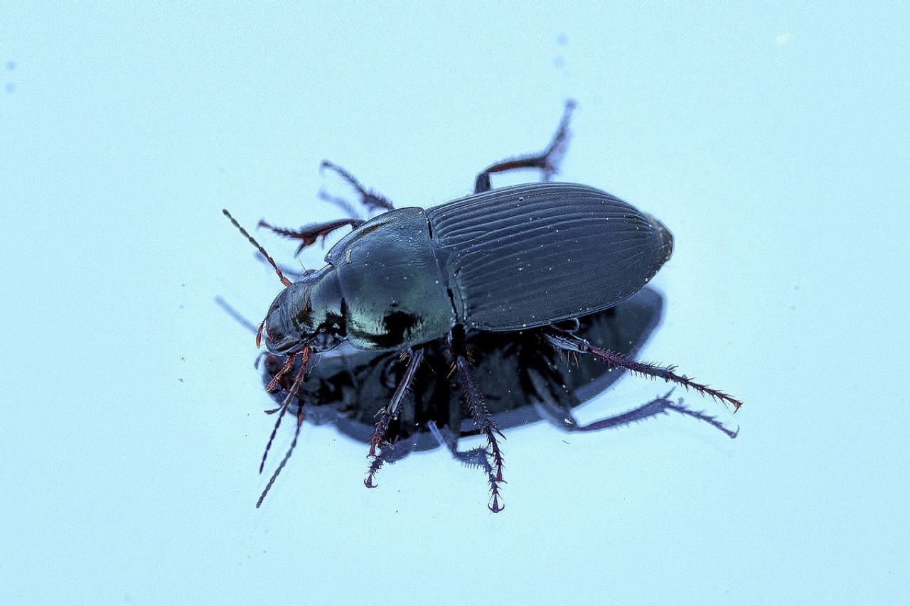 Helops  sp. (Tenebrionidae) ? no, Harpalus dimidiatus (Carabidae)